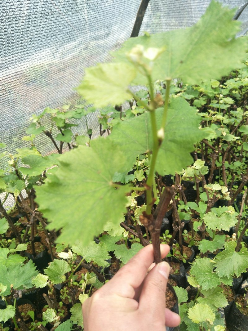 巨峰、夏黑葡萄杯苗，买苗技术全程指导