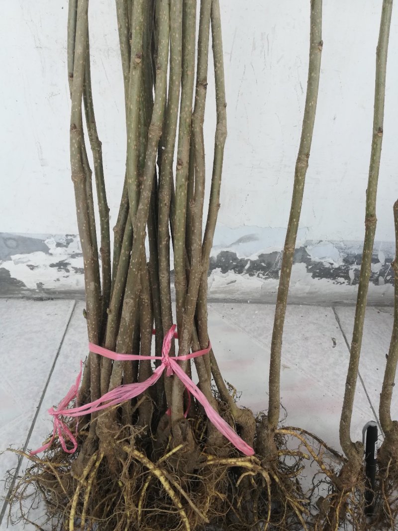 特长果桑苗～优质四季果桑种苗～优质果树种苗