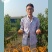 桃树苗，新品种高糖度离核黄肉大油桃包成活以及技术指导