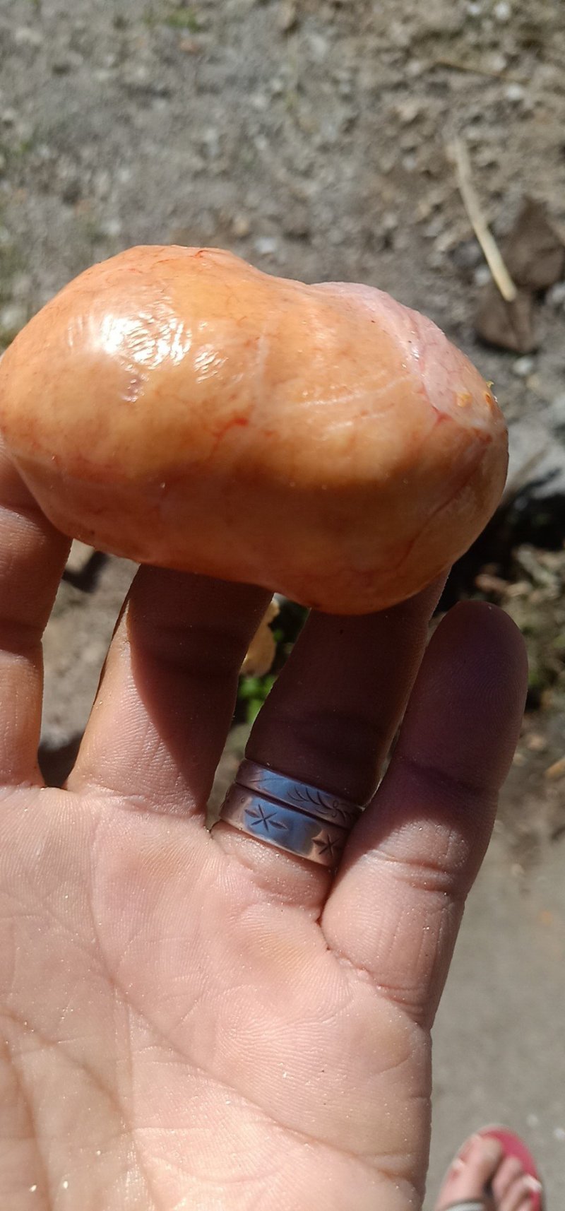 鸡宝中药动物类