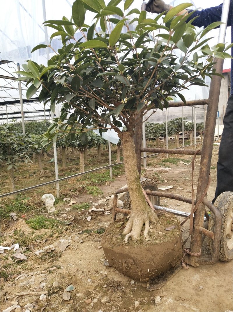 桂花