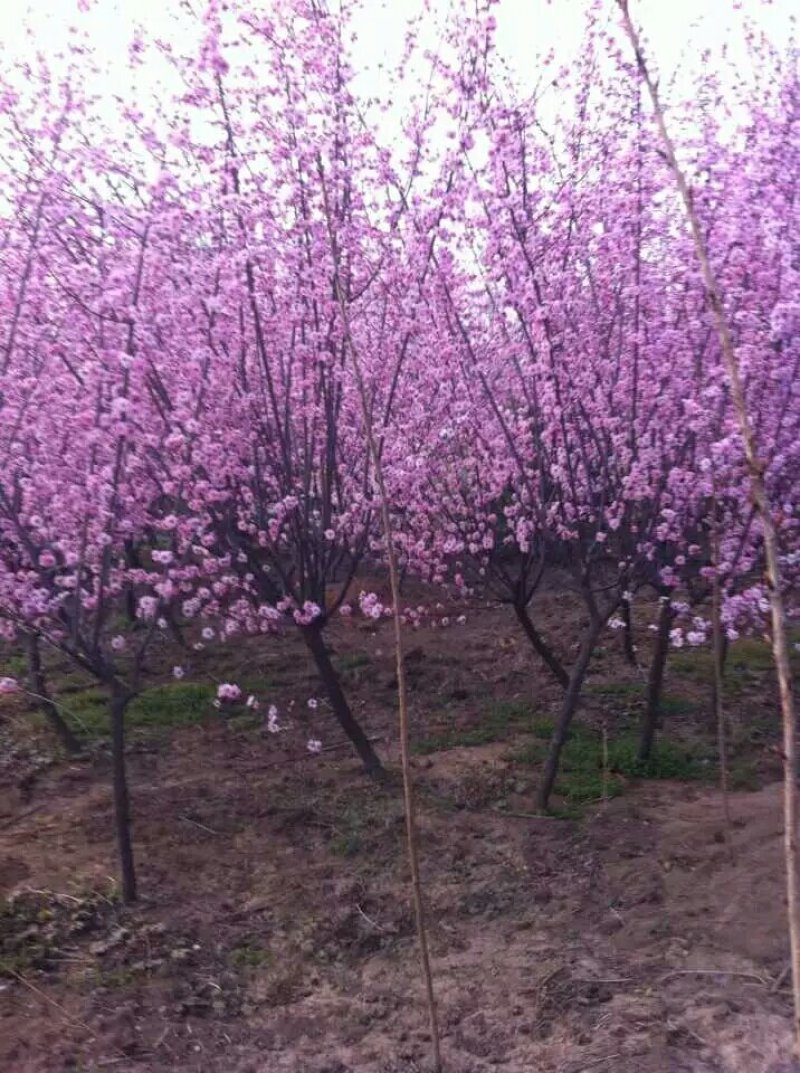 红梅，绿梅，美人梅，榆叶梅等各种观赏类苗木，自己苗圃地苗