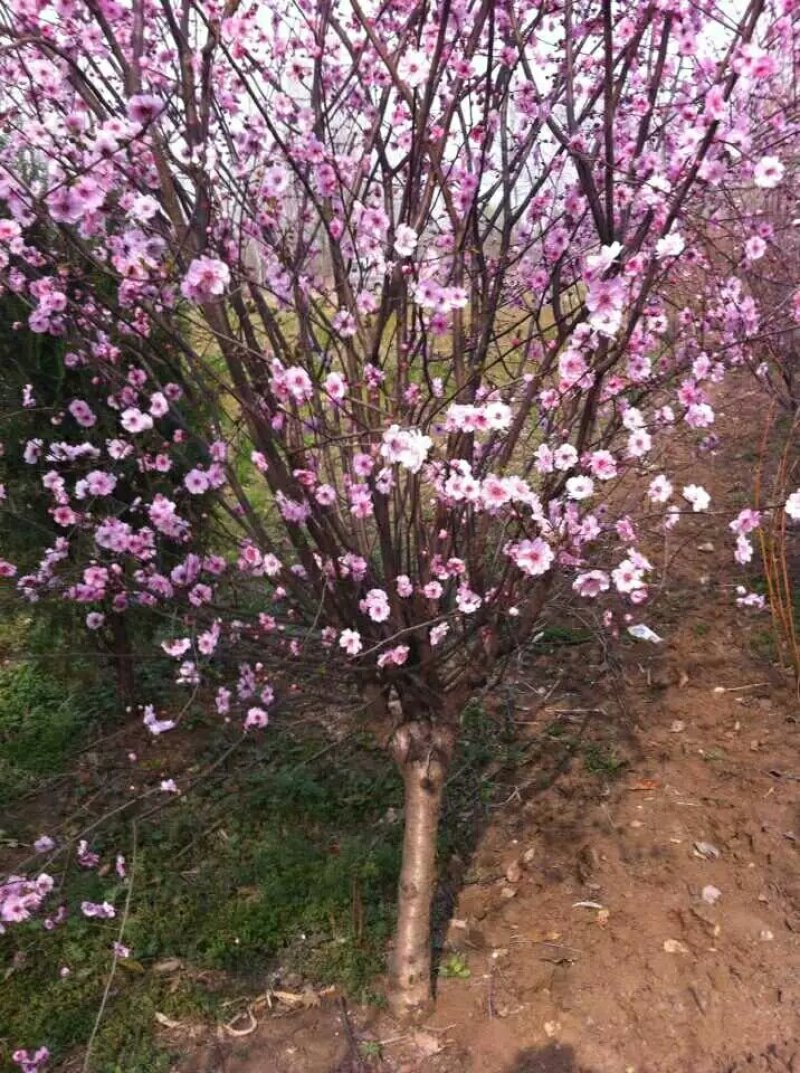 红梅，绿梅，美人梅，榆叶梅等各种观赏类苗木，自己苗圃地苗