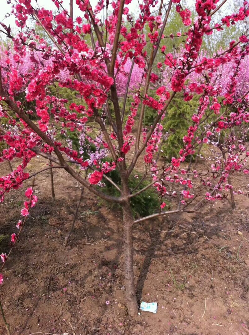 红梅，绿梅，美人梅，榆叶梅等各种观赏类苗木，自己苗圃地苗