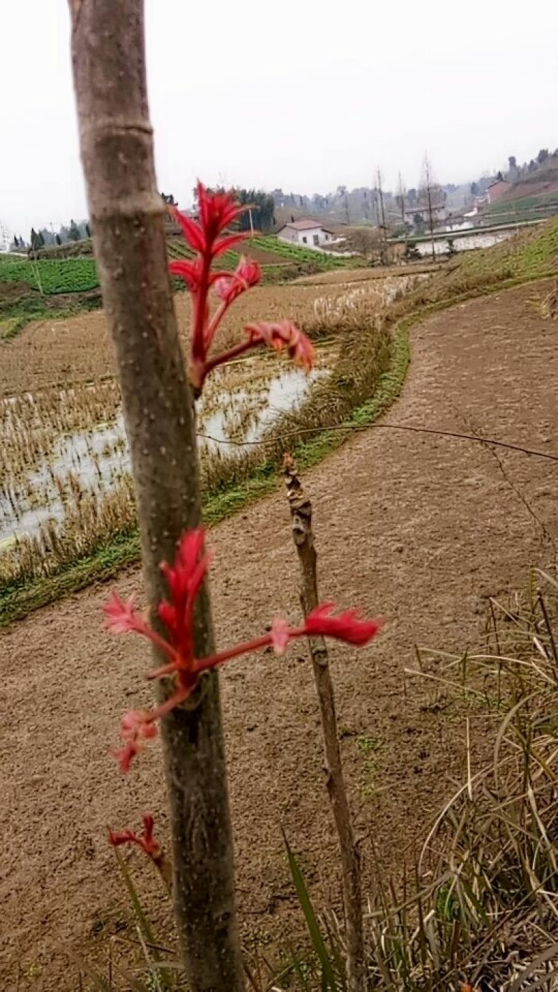 香椿芽