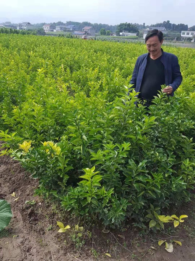 药枳壳苗品种纯正、可提供技术指导、包回收产品。