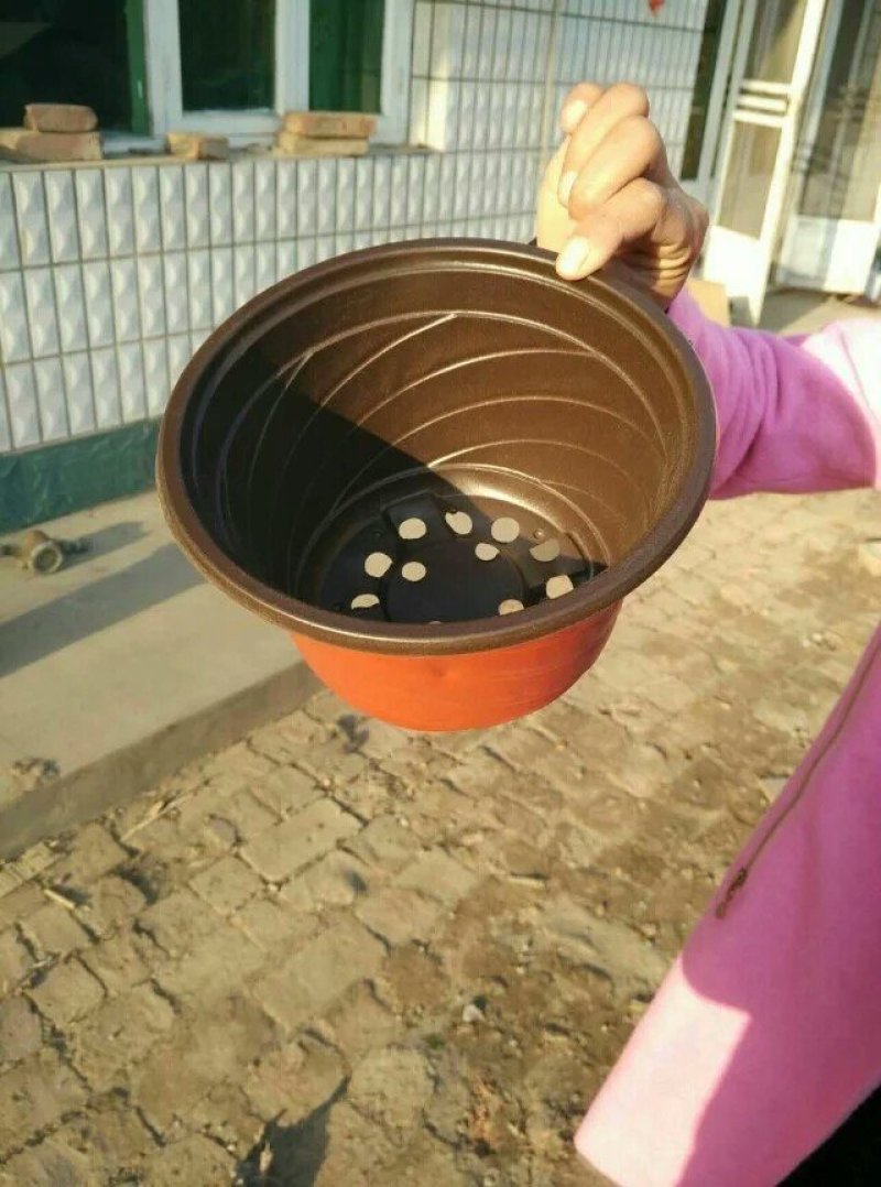 双色杯花盆营养杯蔬菜盆吊兰盘塑料盆红色花盆加仑盆