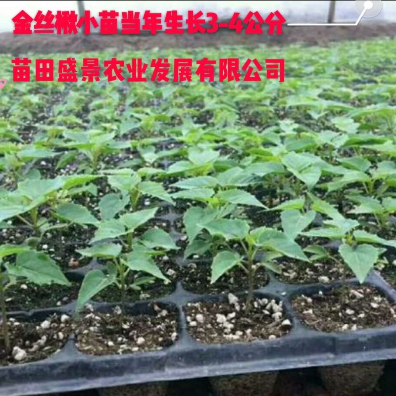 楸树盘苗