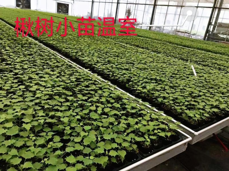 楸树盘苗