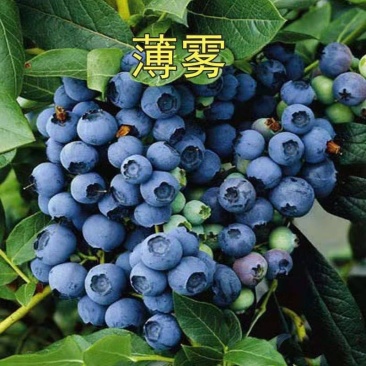 蓝莓苗薄雾兔眼卡密尔蓝莓苗【速生生长速度结果快】