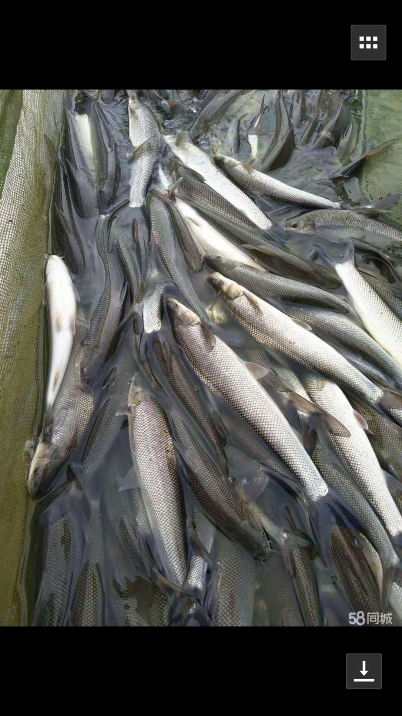 【热卖】乌鱼苗养殖场大量低价供货一手货源成活率高包技
