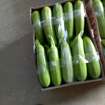 精品绿皮西葫芦，四两以上，瓜累直，颜色绿欢迎咨询