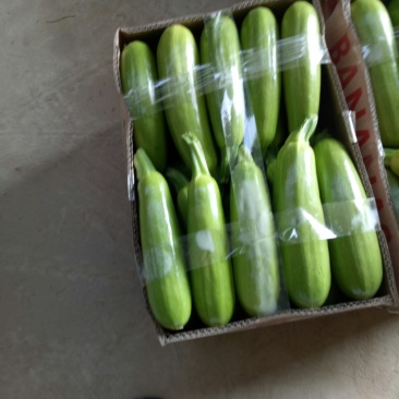 精品绿皮西葫芦，四两以上，瓜条直，颜色绿欢迎咨询