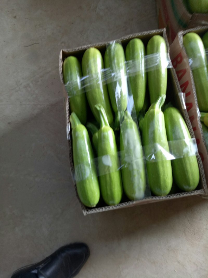精品绿皮西葫芦，四两以上，瓜条直，颜色绿欢迎咨询