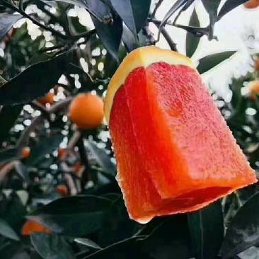 精品血橙,红橙产地直供，一手货源物美价廉欢迎电话联系