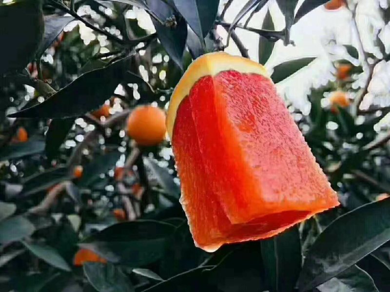 精品血橙,红橙产地直供，一手货源物美价廉欢迎电话联系