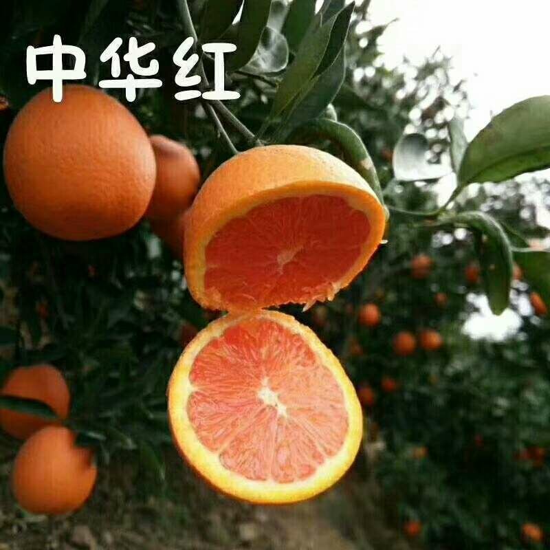 精品血橙,红橙产地直供，一手货源物美价廉欢迎电话联系