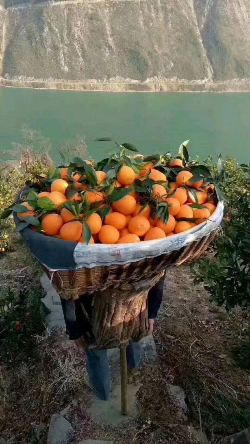 精品血橙,红橙产地直供，一手货源物美价廉欢迎电话联系