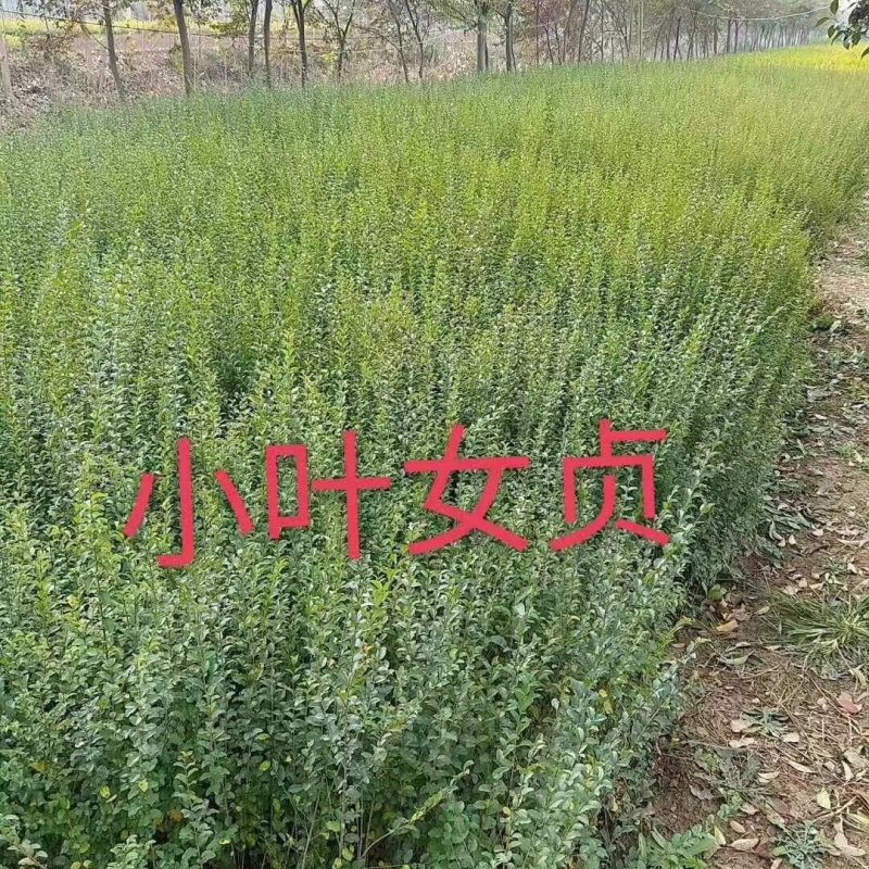 小叶女贞工程绿篱用苗小叶女贞球水蜡新疆宁夏用苗
