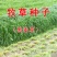 多年生黑麦草种子猪牛羊鸡鸭牧草新种高发芽率8斤/亩包邮