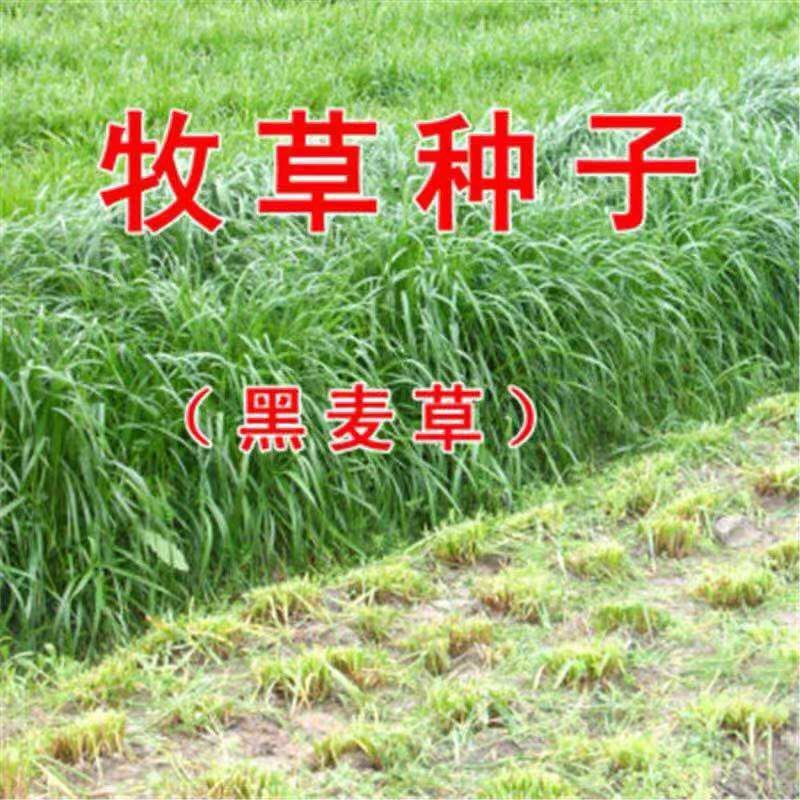 多年生黑麦草种子猪牛羊鸡鸭牧草新种高发芽率8斤/亩包邮
