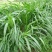 多年生黑麦草种子猪牛羊鸡鸭牧草新种高发芽率8斤/亩包邮