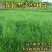 多年生黑麦草种子猪牛羊鸡鸭牧草新种高发芽率8斤/亩包邮