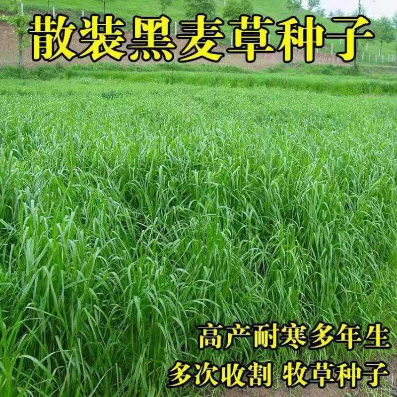多年生黑麦草种子猪牛羊鸡鸭牧草新种高发芽率8斤/亩包邮