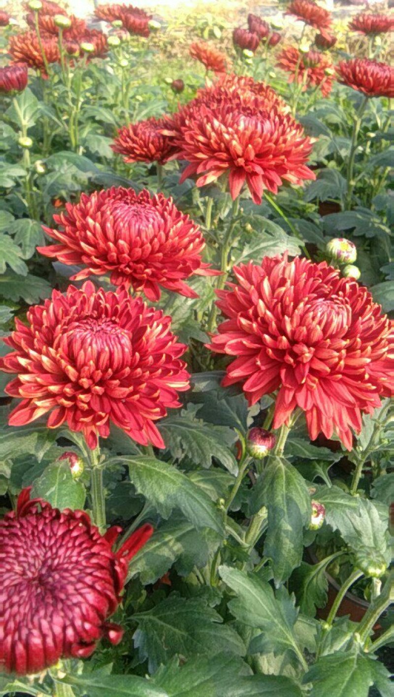 荷兰菊