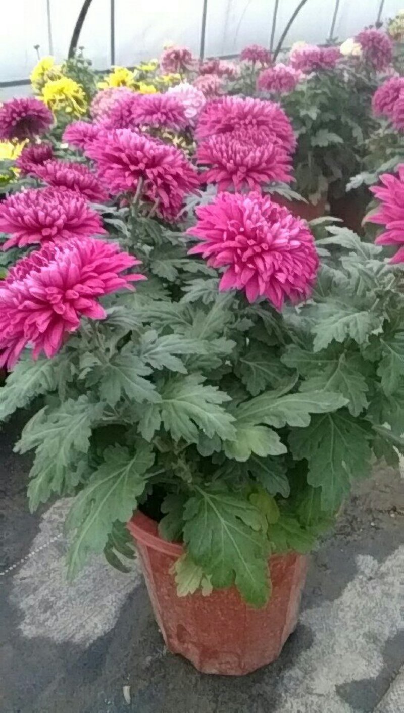 荷兰菊