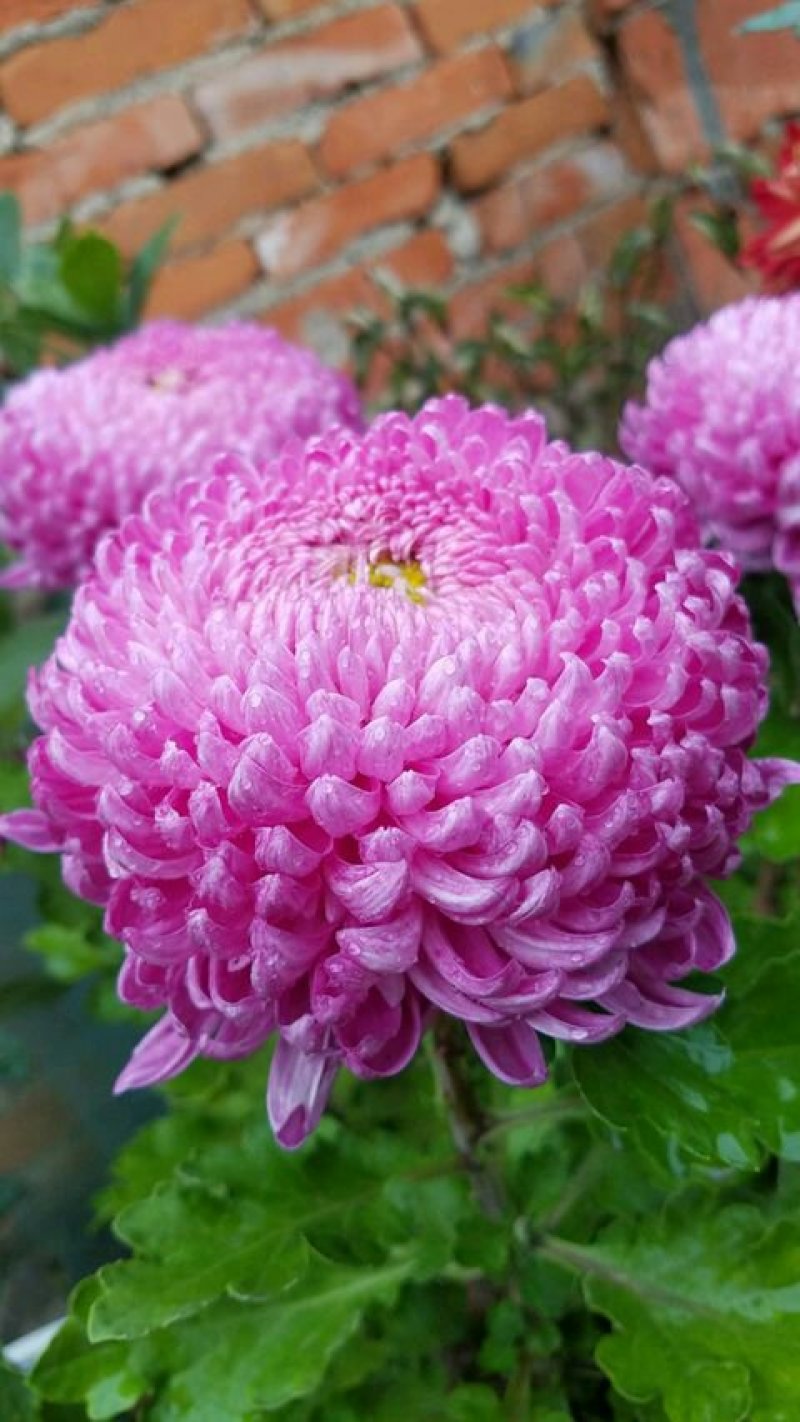 荷兰菊