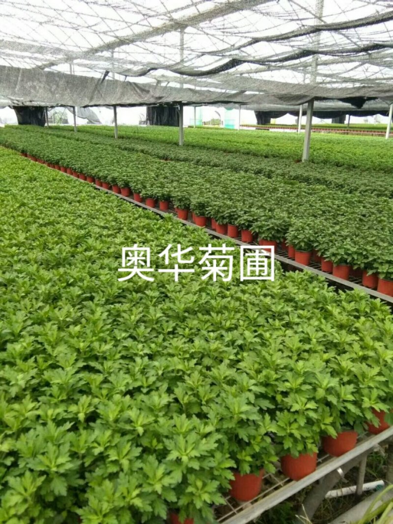 荷兰菊