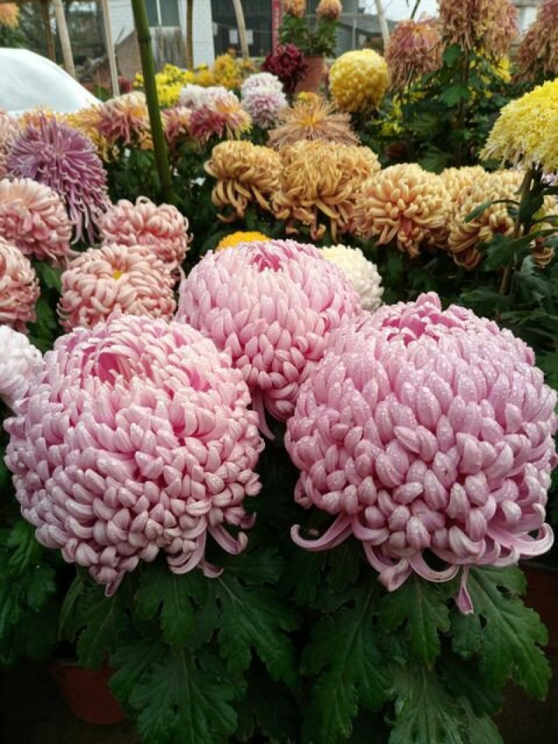 荷兰菊