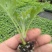荷兰菊