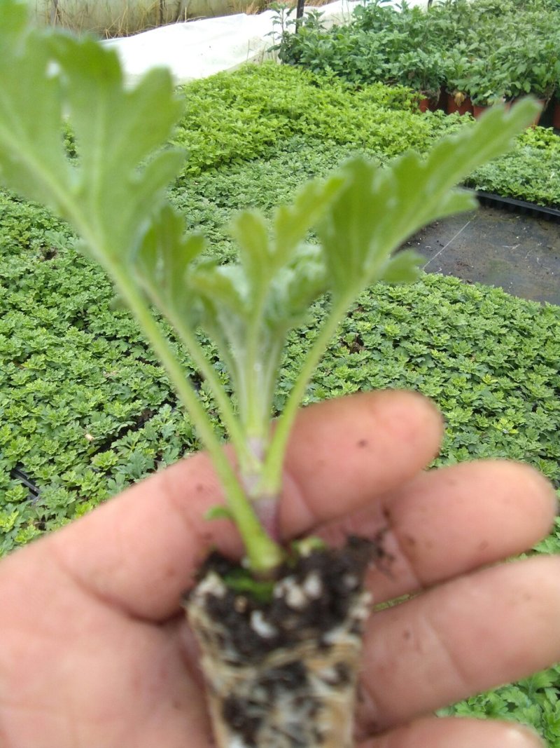 荷兰菊