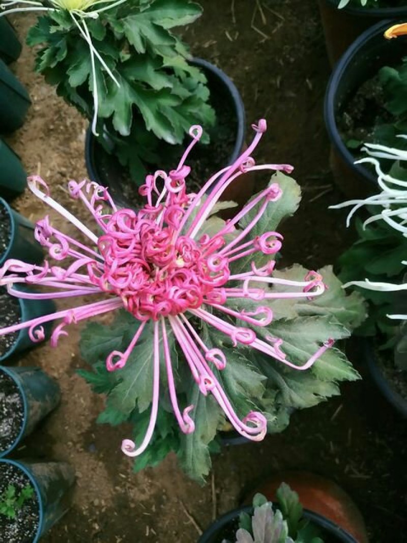 荷兰菊