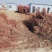 水杉苗圃大量供应水杉苗高度1.8米粗度2公分左右