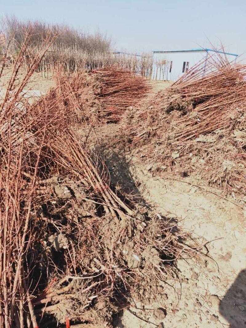 水杉苗圃大量供应水杉苗高度1.8米粗度2公分左右
