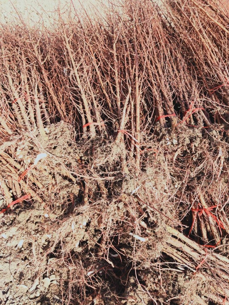 水杉苗圃大量供应水杉苗高度1.8米粗度2公分左右