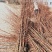 水杉苗圃大量供应水杉苗高度1.8米粗度2公分左右