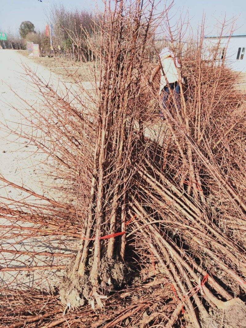 水杉苗圃大量供应水杉苗高度1.8米粗度2公分左右