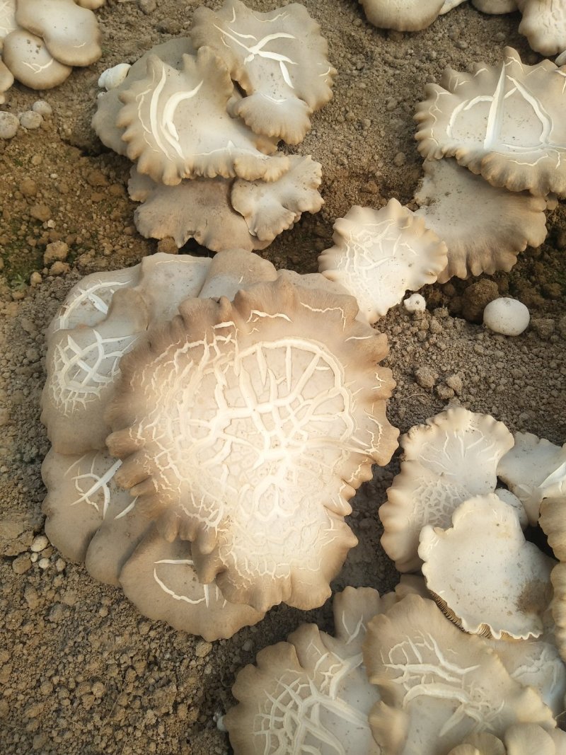 灵芝菇