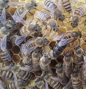 中蜂蜂王中蜂优质种蜂王良种高产蜜蜂蜂王活体产卵新蜂王