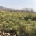 华山松