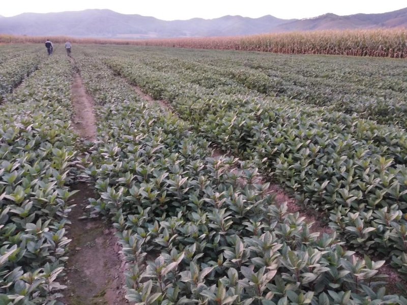 黑果花楸