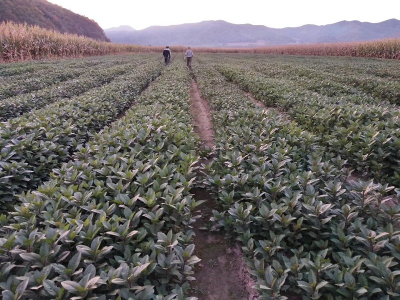 黑果花楸