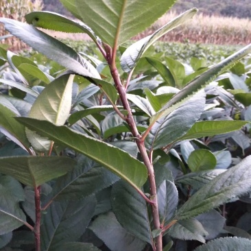 黑果花楸