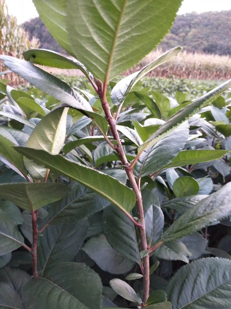 黑果花楸