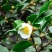新采油茶种子红花大果油茶种子软枝油茶种子销售品种优质