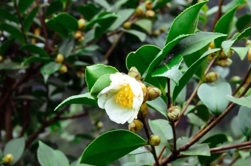 新采油茶种子红花大果油茶种子软枝油茶种子销售品种优质